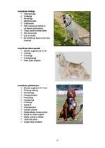 Referāts 'Klaiņojošie mājdzīvnieki un ar tiem saistītās problēmas Salaspils pilsētā', 57.