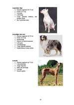 Referāts 'Klaiņojošie mājdzīvnieki un ar tiem saistītās problēmas Salaspils pilsētā', 60.