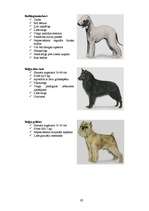 Referāts 'Klaiņojošie mājdzīvnieki un ar tiem saistītās problēmas Salaspils pilsētā', 62.