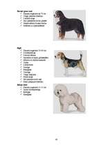 Referāts 'Klaiņojošie mājdzīvnieki un ar tiem saistītās problēmas Salaspils pilsētā', 63.