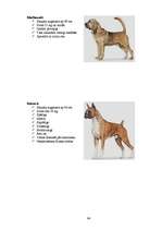 Referāts 'Klaiņojošie mājdzīvnieki un ar tiem saistītās problēmas Salaspils pilsētā', 64.