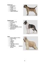 Referāts 'Klaiņojošie mājdzīvnieki un ar tiem saistītās problēmas Salaspils pilsētā', 65.