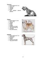 Referāts 'Klaiņojošie mājdzīvnieki un ar tiem saistītās problēmas Salaspils pilsētā', 67.