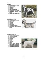 Referāts 'Klaiņojošie mājdzīvnieki un ar tiem saistītās problēmas Salaspils pilsētā', 68.