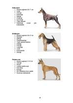Referāts 'Klaiņojošie mājdzīvnieki un ar tiem saistītās problēmas Salaspils pilsētā', 69.