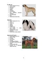 Referāts 'Klaiņojošie mājdzīvnieki un ar tiem saistītās problēmas Salaspils pilsētā', 73.