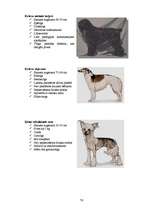 Referāts 'Klaiņojošie mājdzīvnieki un ar tiem saistītās problēmas Salaspils pilsētā', 76.