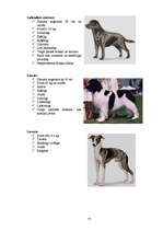Referāts 'Klaiņojošie mājdzīvnieki un ar tiem saistītās problēmas Salaspils pilsētā', 77.