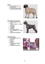 Referāts 'Klaiņojošie mājdzīvnieki un ar tiem saistītās problēmas Salaspils pilsētā', 79.