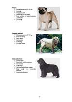 Referāts 'Klaiņojošie mājdzīvnieki un ar tiem saistītās problēmas Salaspils pilsētā', 80.