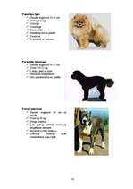 Referāts 'Klaiņojošie mājdzīvnieki un ar tiem saistītās problēmas Salaspils pilsētā', 83.