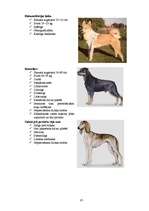 Referāts 'Klaiņojošie mājdzīvnieki un ar tiem saistītās problēmas Salaspils pilsētā', 85.