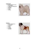 Referāts 'Klaiņojošie mājdzīvnieki un ar tiem saistītās problēmas Salaspils pilsētā', 86.