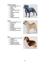 Referāts 'Klaiņojošie mājdzīvnieki un ar tiem saistītās problēmas Salaspils pilsētā', 89.