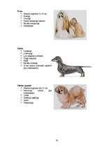 Referāts 'Klaiņojošie mājdzīvnieki un ar tiem saistītās problēmas Salaspils pilsētā', 90.