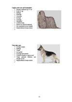 Referāts 'Klaiņojošie mājdzīvnieki un ar tiem saistītās problēmas Salaspils pilsētā', 91.