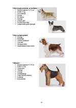 Referāts 'Klaiņojošie mājdzīvnieki un ar tiem saistītās problēmas Salaspils pilsētā', 93.