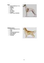 Referāts 'Klaiņojošie mājdzīvnieki un ar tiem saistītās problēmas Salaspils pilsētā', 95.