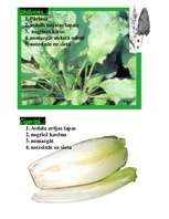 Prakses atskaite 'Dārzeņu pirmapstrāde', 3.