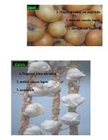 Prakses atskaite 'Dārzeņu pirmapstrāde', 7.