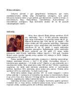 Referāts 'Āfrika', 3.