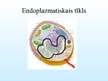 Prezentācija 'Endoplazmatiskais tīkls', 4.