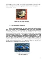 Referāts 'Cilvēka ietekme uz putnu ligzdošanas periodā', 11.