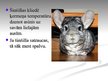 Prezentācija 'Šinšilla', 12.