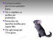 Prezentācija 'Šinšilla', 14.