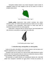 Referāts 'Vektora un rastra grafikas atšķirības', 11.