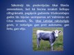 Prezentācija 'Latvijas zilā govs', 7.