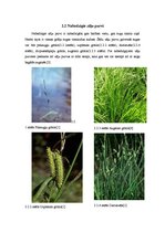 Referāts 'Zemie jeb zāļu purvi', 4.