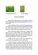 Referāts 'Zemie jeb zāļu purvi', 7.