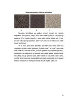 Referāts 'Piens kā pārtikas izejviela', 20.