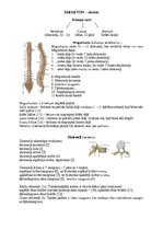 Konspekts 'Rumpja kauli un savienojumi', 1.