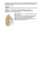 Konspekts 'Rumpja kauli un savienojumi', 4.