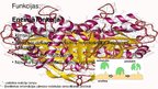 Prezentācija 'Olbaltumvielas', 2.
