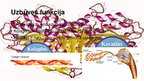 Prezentācija 'Olbaltumvielas', 3.