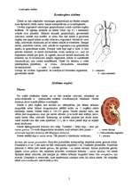 Referāts 'Izvadorgānu sistēma', 2.