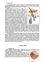 Referāts 'Izvadorgānu sistēma', 6.