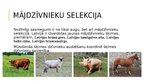 Prezentācija 'Selekcija', 9.