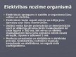 Prezentācija 'Elektrība cilvēkā', 4.