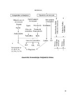 Referāts 'No sadzīves organiskiem atkritumiem iegūtās degvielas ražošanas procesa analīze', 29.