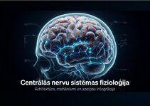 Prezentācija 'Centrālās nervu sistēmas fizioloģija', 1.