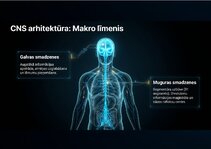 Prezentācija 'Centrālās nervu sistēmas fizioloģija', 2.