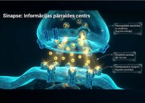 Prezentācija 'Centrālās nervu sistēmas fizioloģija', 4.