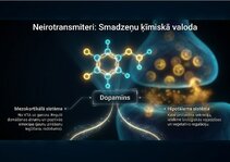 Prezentācija 'Centrālās nervu sistēmas fizioloģija', 6.