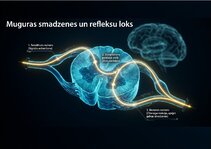 Prezentācija 'Centrālās nervu sistēmas fizioloģija', 7.