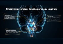 Prezentācija 'Centrālās nervu sistēmas fizioloģija', 8.