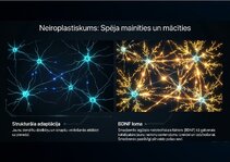 Prezentācija 'Centrālās nervu sistēmas fizioloģija', 14.